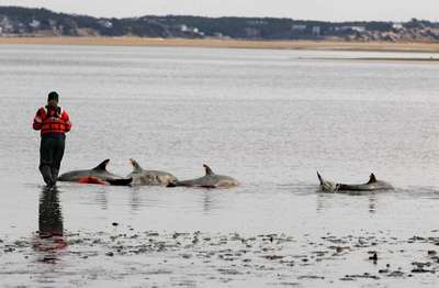 Дельфины в Перу погибли по естественным причинам - власти