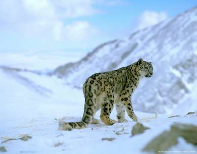 Турмаршрут по местам обитания ирбиса и аргали запустит WWF в 2013 году