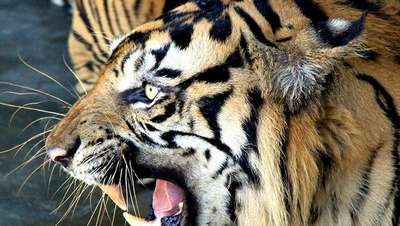 Пять тигров и тигрица найдены полицией на крыше жилого дома в Таиланде