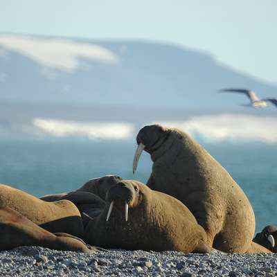 Спутник увидел лежбище 400 моржей на островах в Баренцевом море