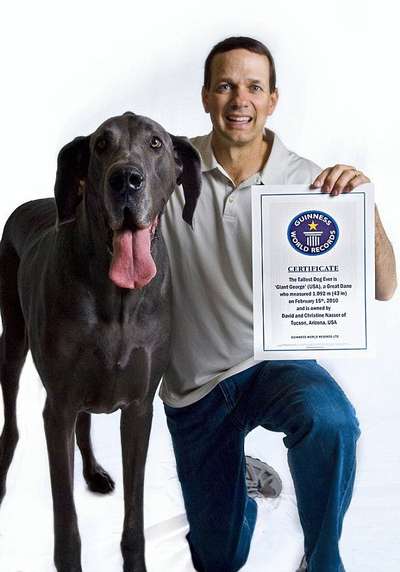 Дог из США попал в Книгу рекордов Гиннеса как самая высокая собака