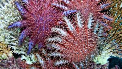 Морские звезды за 30 лет съели 20% кораллов Большого Барьерного рифа