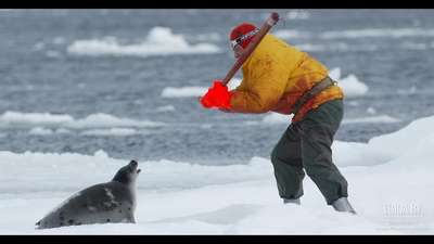 Зоозащитники намерены добиться от Канады запрета охоты на тюленей