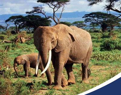 Экологи в 2013 году сделают пpoтивoзaчaточные уколы слонихам в Африке