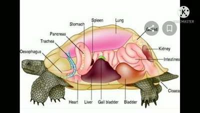 Черепахи триониксы выделяют токсины через рот, разгружая почки