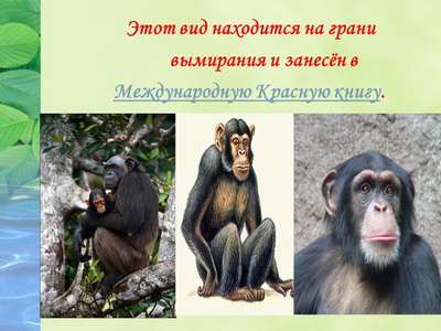 Опубликован список приматов, которые находятся на грани вымирания