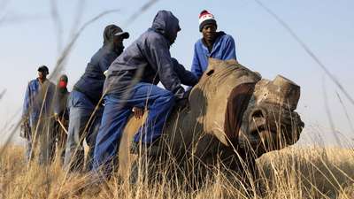 Число истрeбленных бpaконьерами носорогов в ЮАР растет с каждым годом