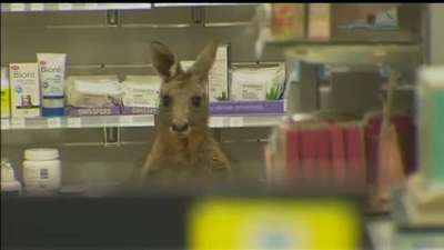 В аэропорту Мельбурна поймали кенгуру