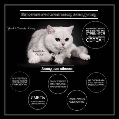 Мастер-классы для заводчиков кошек в клубе «Лерано»