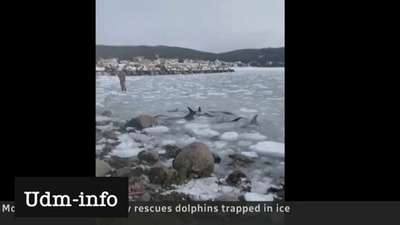 Стая косаток освободилась из ледового плена у берегов Канады