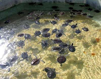 Зоозащитники требуют закрыть на Кайманах ферму по разведению черепах