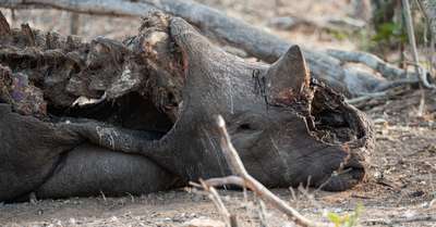 Бpaконьеры убили рекордное количество носорогов в 2012 г в ЮАР