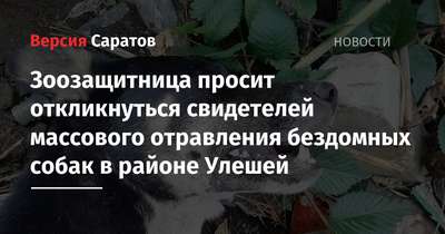 Власти Киева опровергли слухи о массовых отравлениях бездомных животных