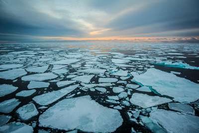 Погодные аномалии могут вызвать вымирание всей экосистемы в Арктике