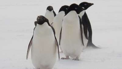 Микрокамеры помогли экологам раскрыть охотничьи секреты пингвинов