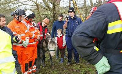 В Британии 35 пожарных доставали пони из колодца