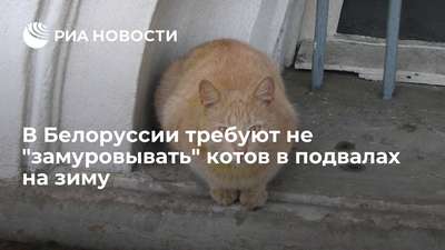 В Белоруссии требуют не "замуровывать" котов в подвалах на зиму
