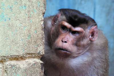 Шимпанзе закрывают глаза на воровство чужой еды, выяснили ученые