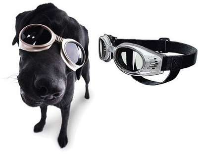 Солнцезащитные очки для животных – не миф, а реальность!