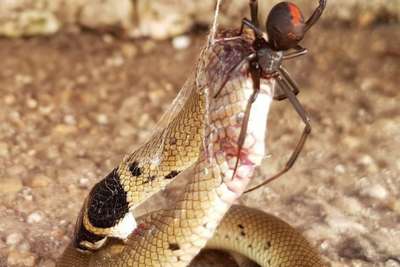Самый опасный паук Австралии победил самую ядовитую змею