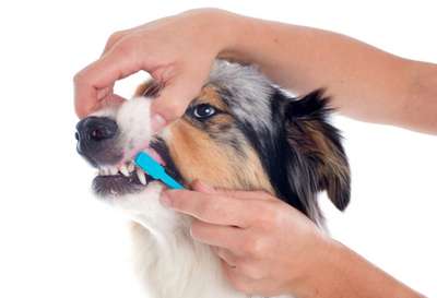 Стрижка и гигиена собак: нужны ли препараты?