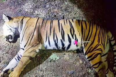 Убита «необыкновенно умная» тигрица-людоед