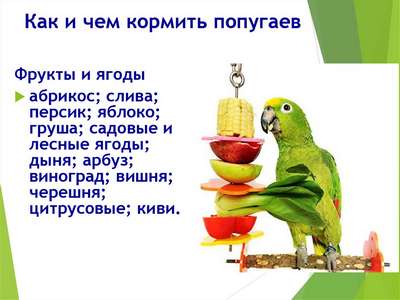 Товары для птиц: Правильное питание для волнистого попугая