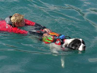 Собака-водолаз Найда помогает черкасским спасателям