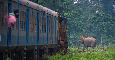 Три слона погибли под колесами пассажирского поезда на востоке Индии