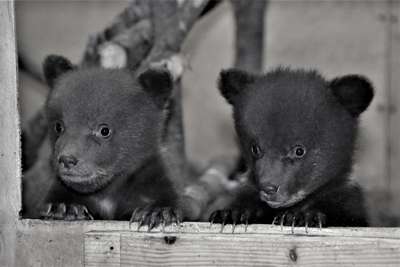 В Киевском зоопарке дети-сироты выбрали имя для медвежонка