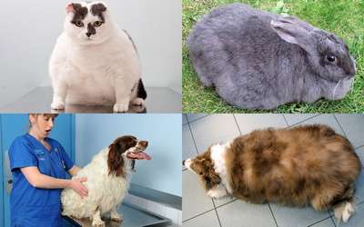 В Британии толстые домашние животные посоревнуются в конкурсе на похудание