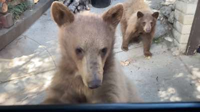 В зоопарк американского городка вломился проголодавшийся медведь