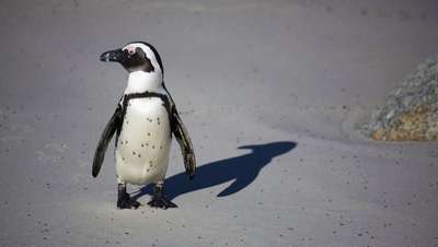"Энергоэффективность" помогает птенцам пингвинов месяцы жить без пищи