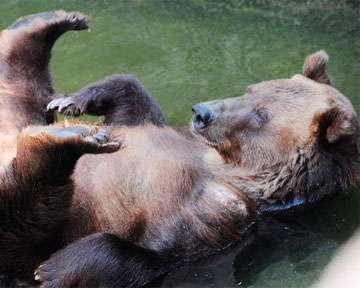 Карпатские медведи спасаются от жары в ваннах и пьют пиво