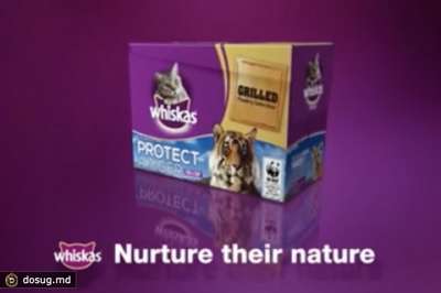 Производитель кошачьего корма запустил кампанию в защиту тигров