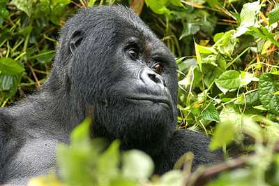 Лидер горилл в австралийском зоопарке отправляется на пенсию
