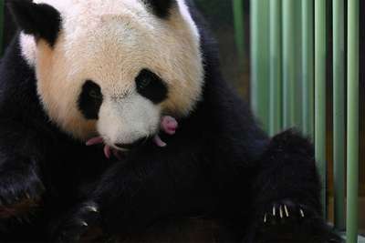 Панда впервые родила двойню в зоопарке американского города Атланта