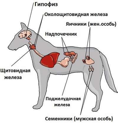 Лечение эндокринных заболеваний мелких домашних животных