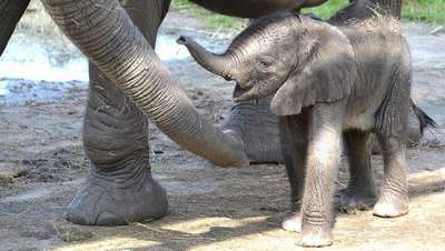 Слониха из американского зоопарка сама дала имя детенышу