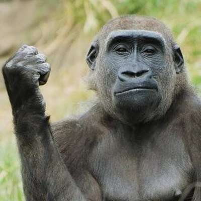 В шведском зоопарке горилла бросила камень в посетительницу