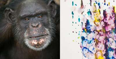 Шимпанзе, рисующая языком, выиграла 10 тысяч долларов в конкурсе картин