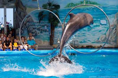 Столичный дельфинарий переедет в киевский зоопарк