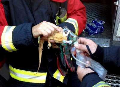 Британские пожарные спасли угоревшую бородатую ящерицу