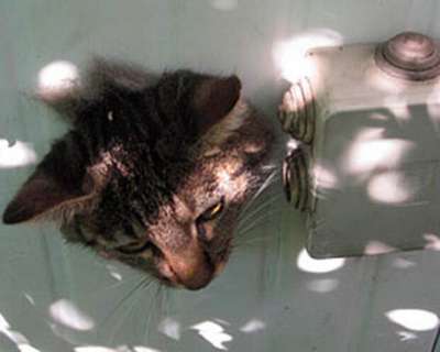 В Италии кот застрял в стене