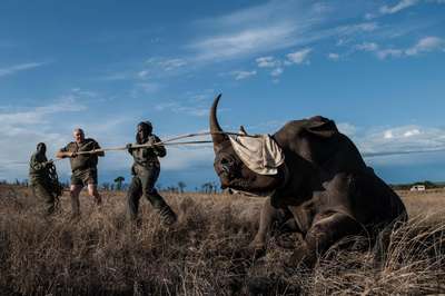 Бpaконьеры в ЮАР могут поставить новый "рекорд" по убийству носорогов
