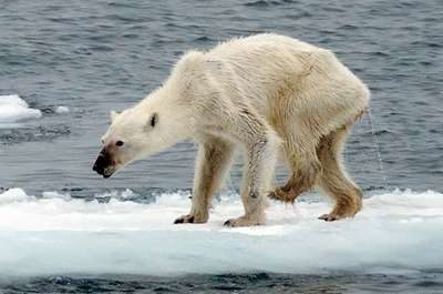 Белые медведи стали накапливать больше токсинов из-за потепления