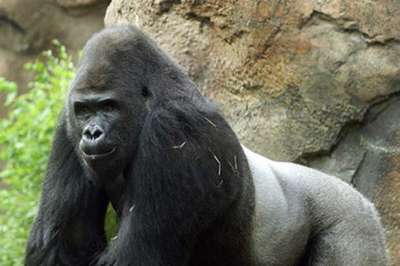 Зоопарк отправил гориллу-«ceкcиста» на реабилитацию