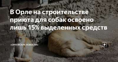 Киевские власти выделят на стерилизацию бездомных животных 15 млн гривен