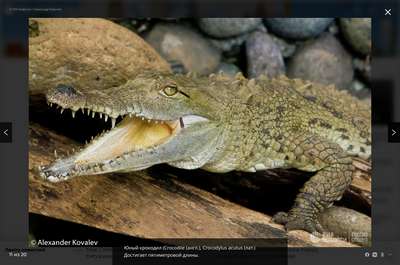 Крокодилы появились в Мексике вблизи населенных пунктов после урагана