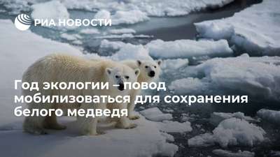 Форум по вопросам сохранения белого медведя пройдет в декабре в Москве